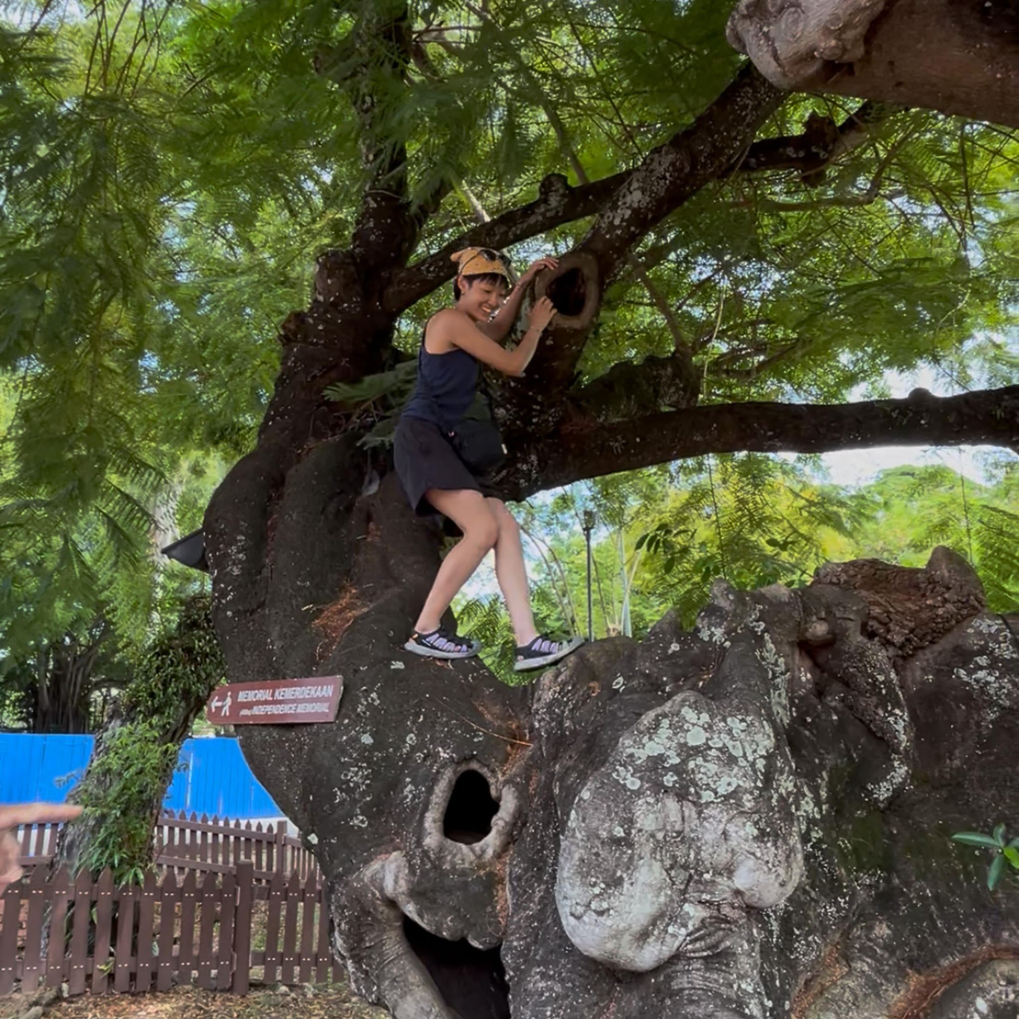 girl climbing tree